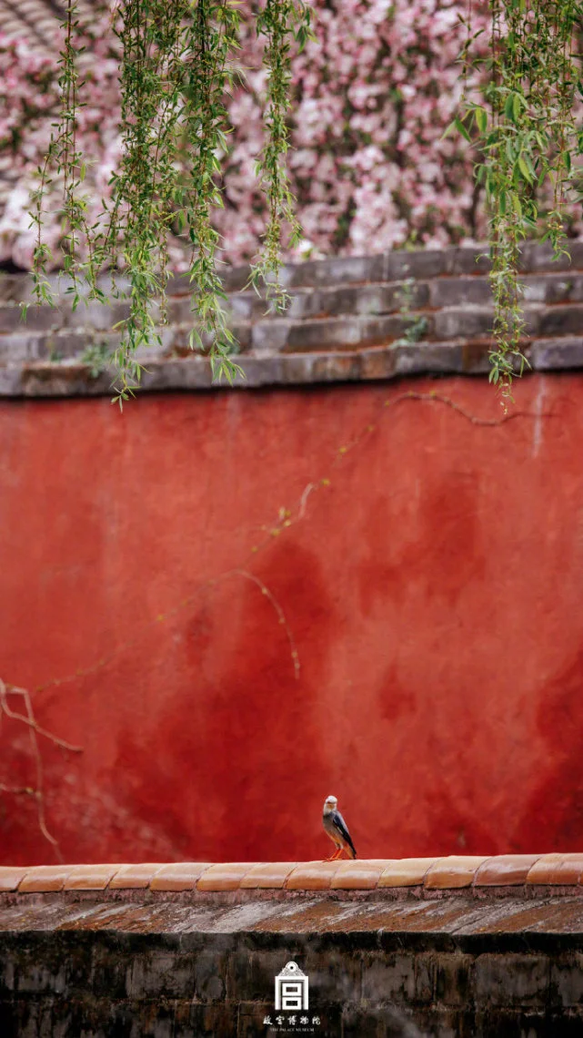 世界地球日，一起看故宫里的小动物有多可爱