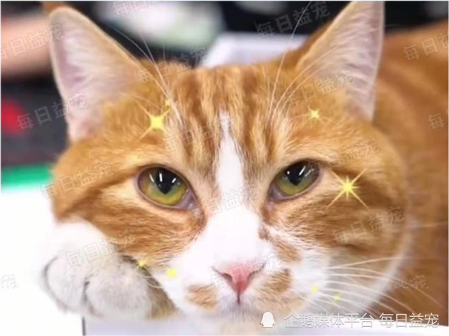 发现橘猫有点反常，一看它的爪子顿时明白了，下手有点狠