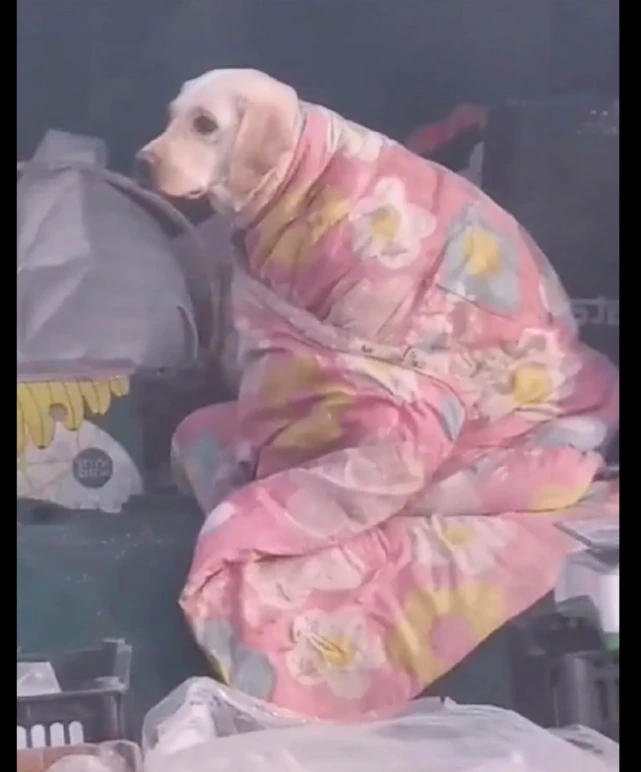 狗狗跟着一起出来摆摊，主人担心冷给它裹上棉被，小表情太抢镜了