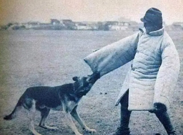 日本战败后，作为侵略者帮凶的军犬，又是怎样的下场