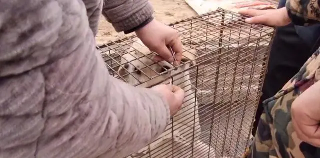 河南：灵性拉布拉多3次想挣脱，却在狗主的配合下，被塞进狗肉笼