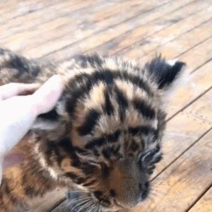 小老虎拒绝人抚摸，手一靠近就被吼，暴脾气让人后退！