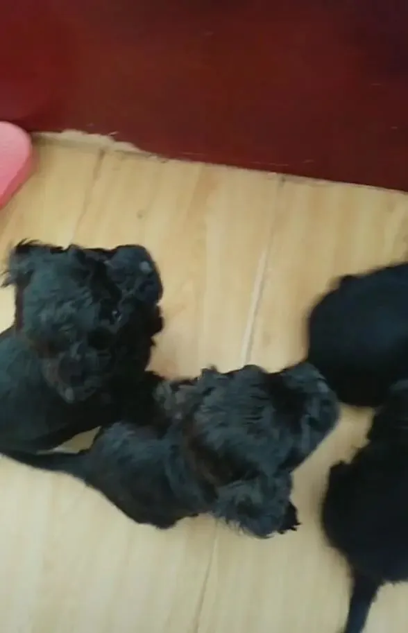 主人给狗狗自由恋爱，生了一堆串串，一下子就愁坏！