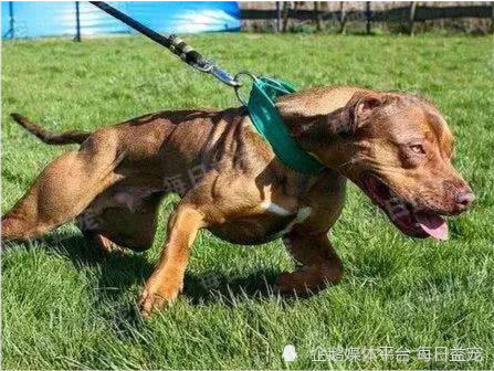 小奶狗身上拴着大粗铁链，路人以为是虐待，凑近一看无语了