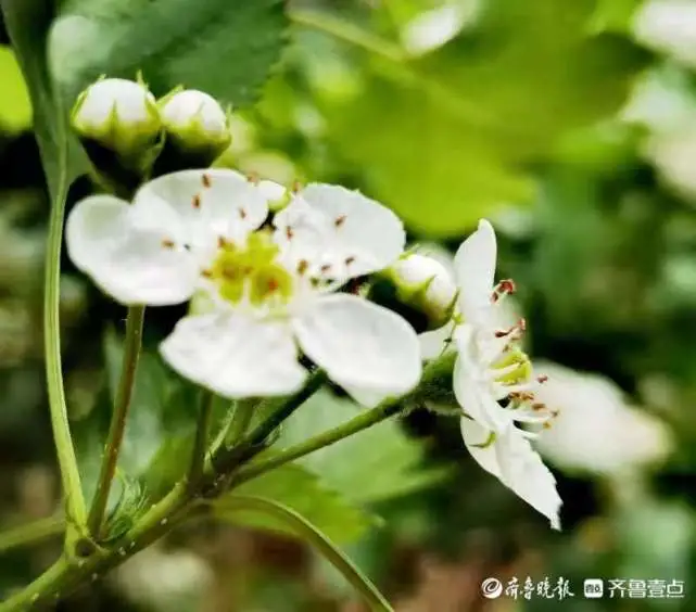 山楂花开，洁白如雪
