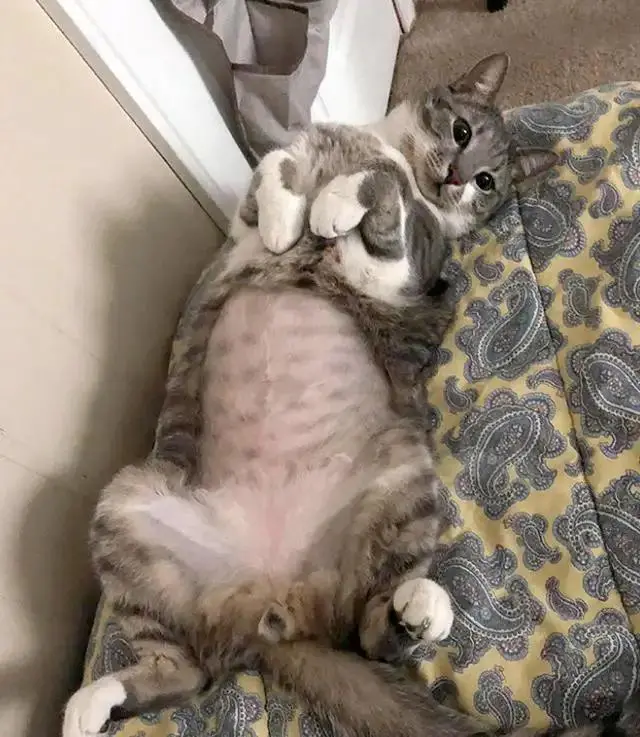 天气越来越热，要不要给猫咪“剃光毛”？铲屎官最好别这样做