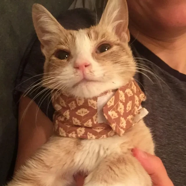 猫趣｜生命垂危的流浪橘猫，关键时刻得到了幸运女神的垂青，改变了命运