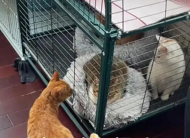 流浪橘猫挺着大肚子求助，男子将它引入卧室，一口气生下6只橘猫