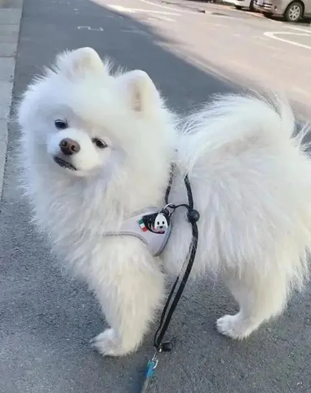 博美不想出门却被强行拉走，有点痛苦