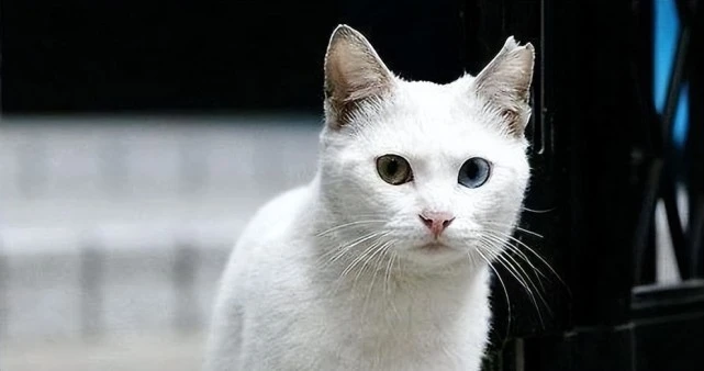 震惊！剪掉流浪猫耳朵是为了保护它们！