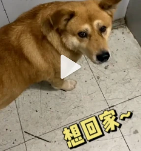 送奶工帮狗狗按电梯逐层找家：花了五六分钟