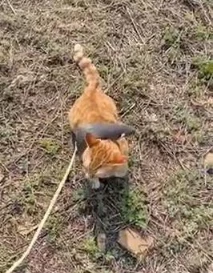 辽宁一老鼠骑在猫身上，主人：鼠曾把猫咬出血过，现在不打架