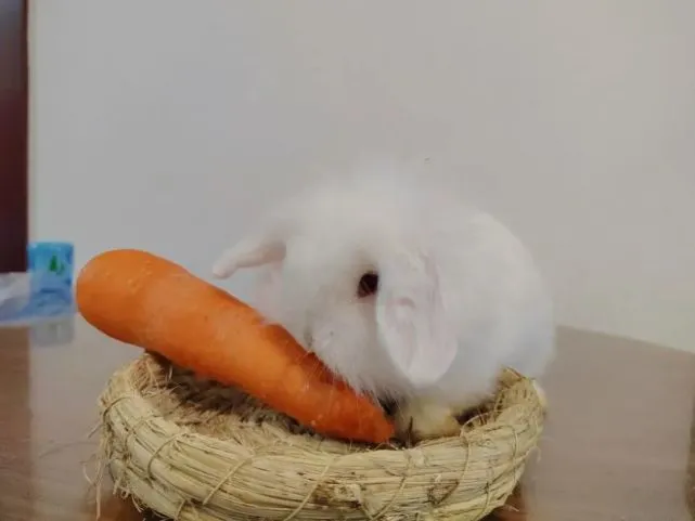 兔兔那么可爱，没想到喂养上还有那么多的讲究～