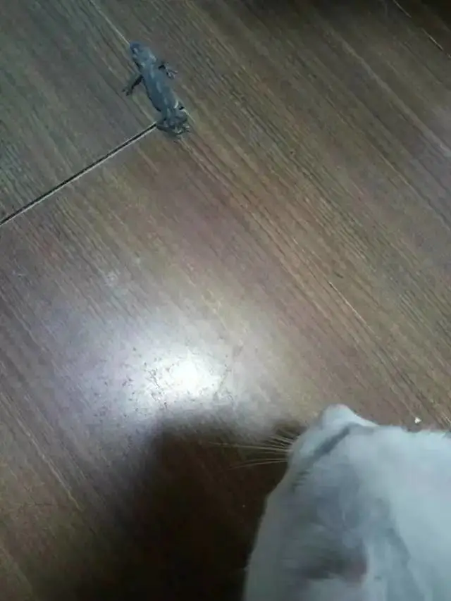 有铲阶级的幸福生活：生活无聊，还好有猫