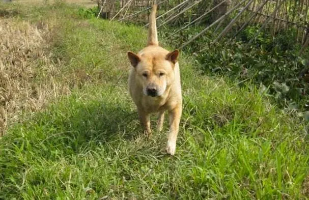 田园犬与宠物犬，有什么区别？