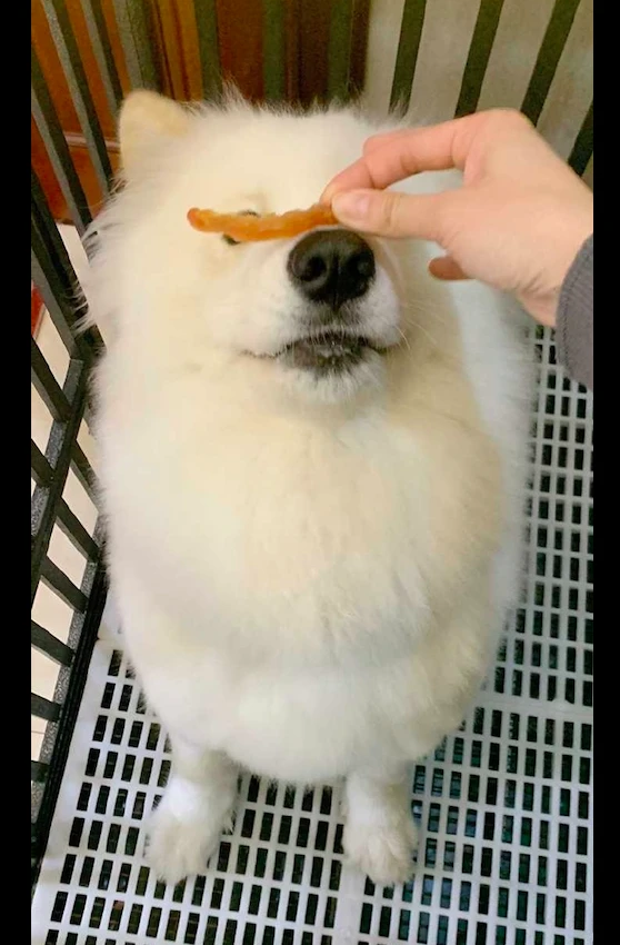 主人想试一下萨摩耶能顶食物多久，结果刚开始就结束了，零秒钟！