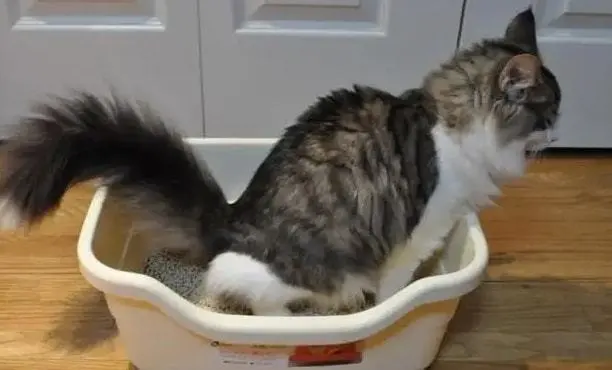 猫咪不埋便便了，是啥情况呢？