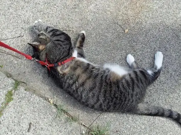 如何像遛狗一样“遛猫”？铲屎官要做好这些准备