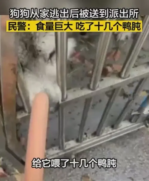 阿拉斯加在派出所里大吃大喝，警察都语塞了：这也太能吃了吧？