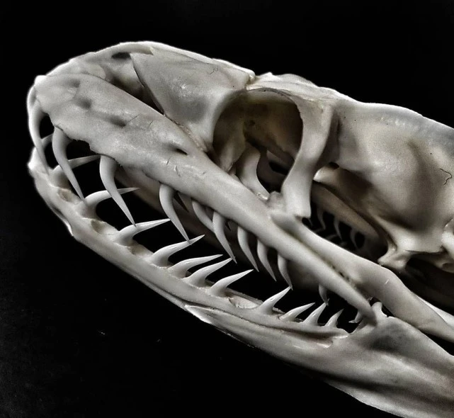 菲律宾蛇专家说：自己对毒蛇有免疫力！吻眼镜蛇，当场被咬死