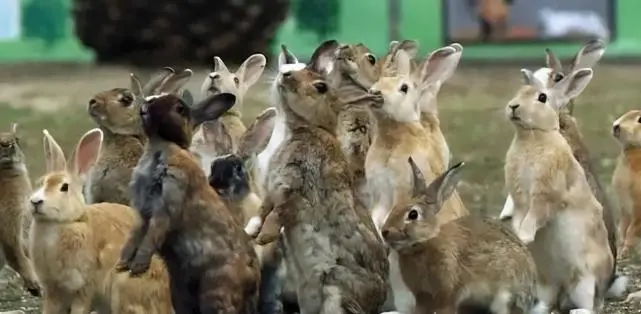 澳大利亚野兔成灾，体重达百斤，为何没人吃？本地人：吃不过