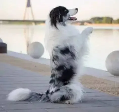 边牧专栏丨训练边境牧羊犬做算数