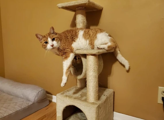 看到新买的猫爬架，猫咪很无语