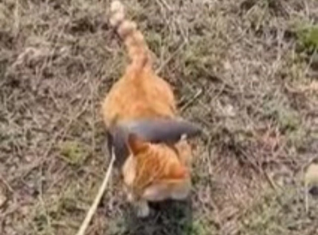 辽宁一只老鼠骑在猫的身上，两者成了彼此的玩伴