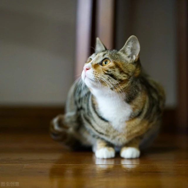 猫咪生病的12个异常信号，铲屎官一定要注意！