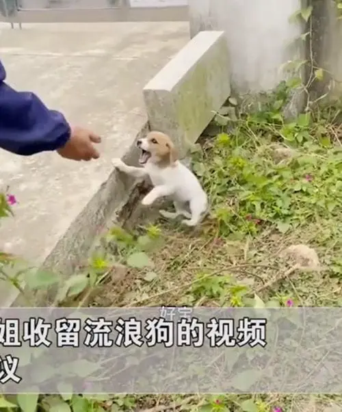 被抛弃的小奶狗拼命叫喊，大姐抚摸着汪的脑袋：走，我带你回家