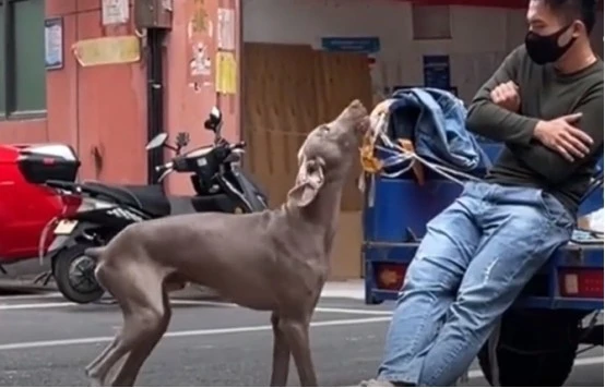 万物皆有灵，被遗弃在垃圾箱中的狗狗，得到救助暖心的一幕