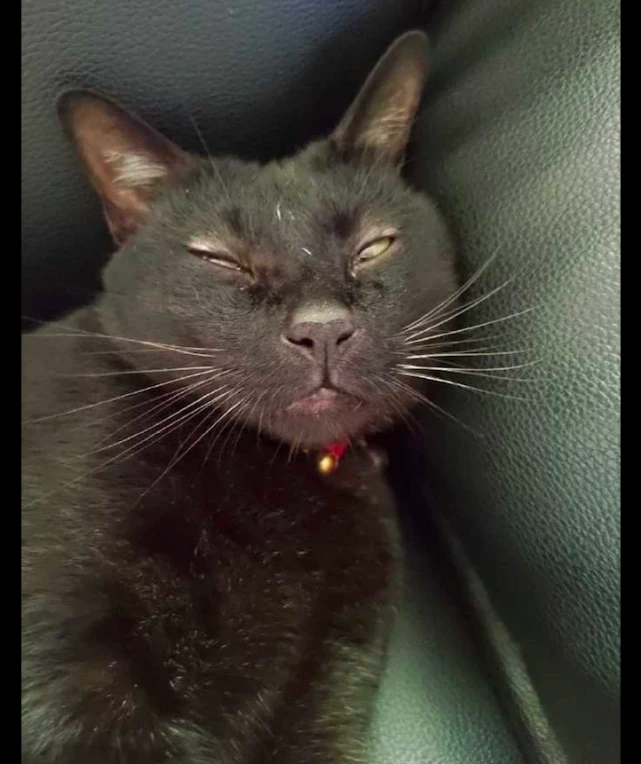 猫咪躺在沙发上睡觉，这睡相让人吸不动啊，实在是太丑了！