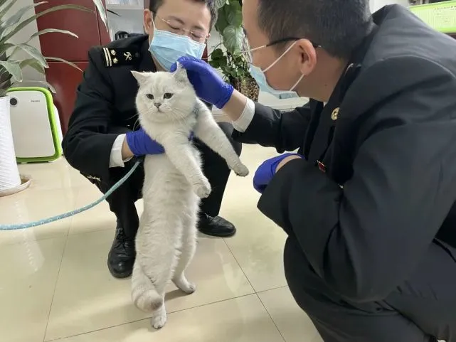 “喵星人”想出国怎么办？德阳海关这样做