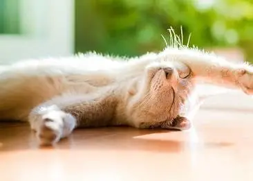 猫咪睡前有这几个“小动作”，代表身体很健康