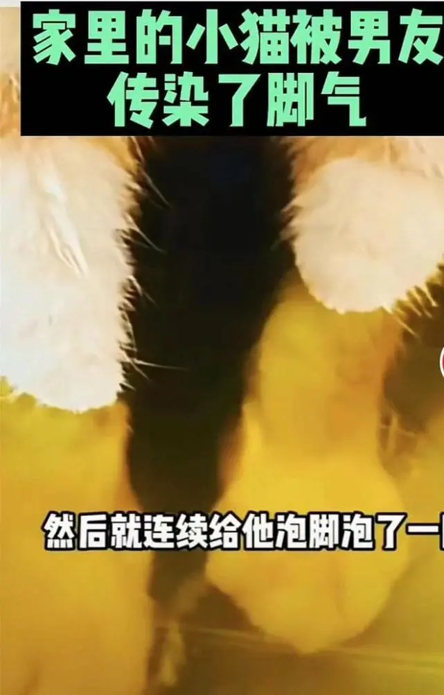 猫咪爱钻鞋子感染了脚气，女子给猫咪泡脚一周，猫：也太晦气了