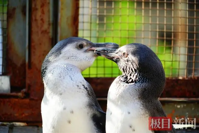 看！武汉动物园小企鹅向泳池迈出第一步