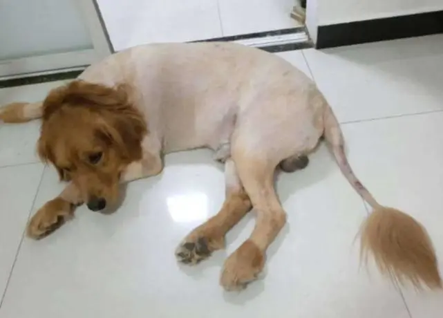 天气渐渐热了，要给狗狗剃光毛发吗？