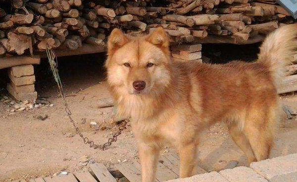 老话：“狗知新婿，燕知寒门”，啥意思？难道动物未卜先知能力，涨知识了