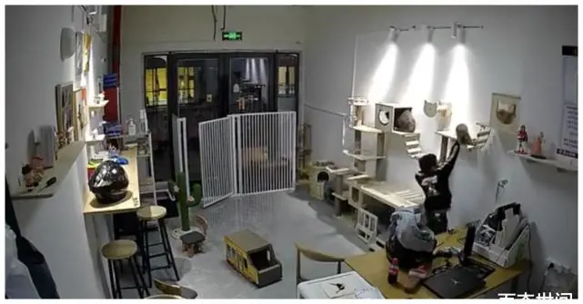 金华小男孩私闯猫舍将幼猫逐个抛向高空后砸地，家长反怪店门没关