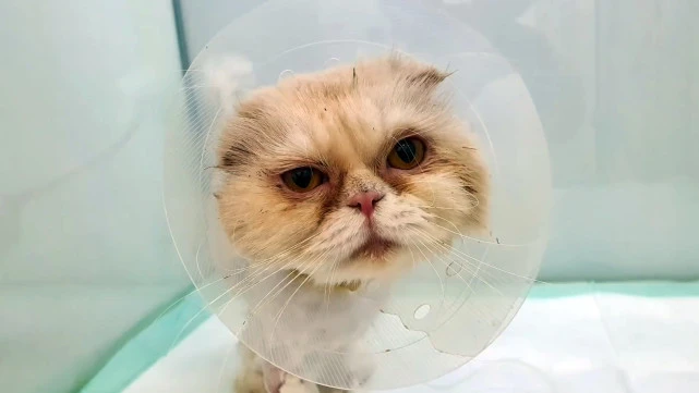 被主人遗弃的加菲猫，缩在下水道瑟瑟发抖，被救后可爱得像个天使