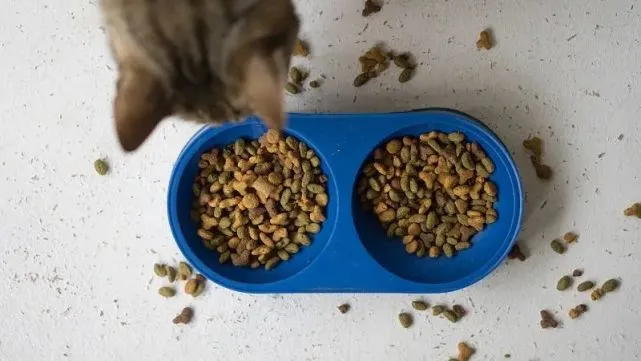 为什么猫咪吃饱后抓地板？并不是防止敌人追杀，原因令人心疼