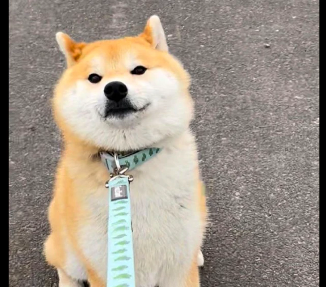 带柴犬出去玩，它一屁股坐在地上不愿走了，最后胜利的笑容贱贱的