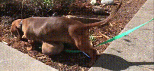 街边腊肠犬腹部有巨型肿瘤，谁知它竟还有主人，故意拖着不治疗？