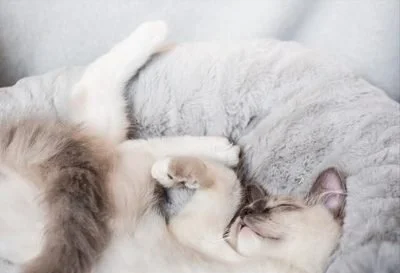 猫咪为什么喜欢睡在主人的枕头上