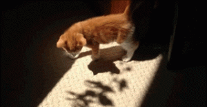 辟谣！猫咪晒太阳真的不补钙！