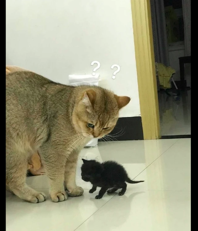 猫妈妈生了只全黑的小猫，都有点怀疑猫生了：一点也不像我呢？
