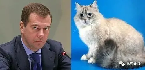 在俄罗斯，你可能连一只猫都打不过