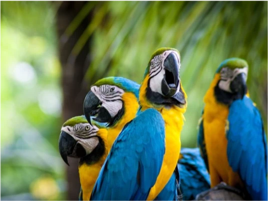 泪崩！一只野生大鹦鹉到动物园找真爱，却被笼子隔阻，20年不离开