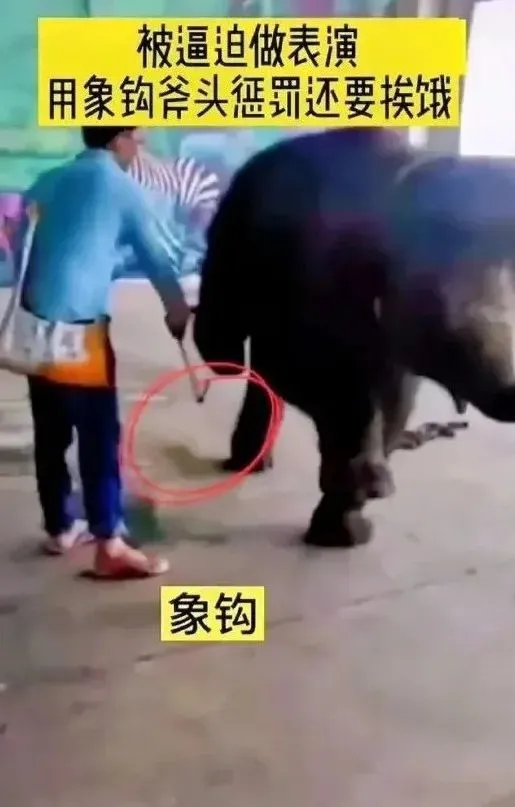 图说｜好可爱，好治愈，但也好心痛