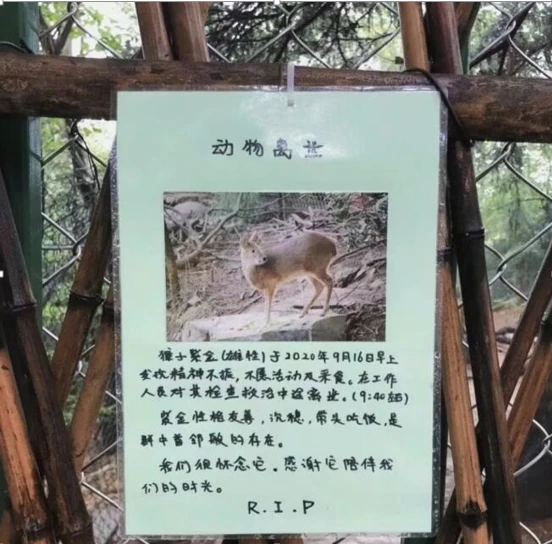 论见｜为动物写讣告：生命共情，让我们成为更好的人